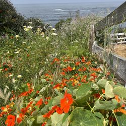 La Jolla Hermosa Park - Wildflowers growing at the park