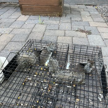 Rogue Wildlife Solutions - Wildlife Control Near Me Rogue Wildlife Solutions - Wildlife Control Near Me