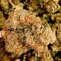 Photo of Black Rose