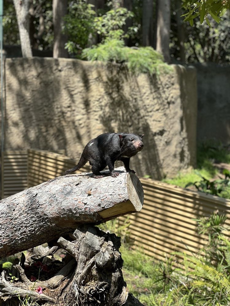 Los Angeles Zoo and Botanical Garden - wedding in Los Angeles, CA