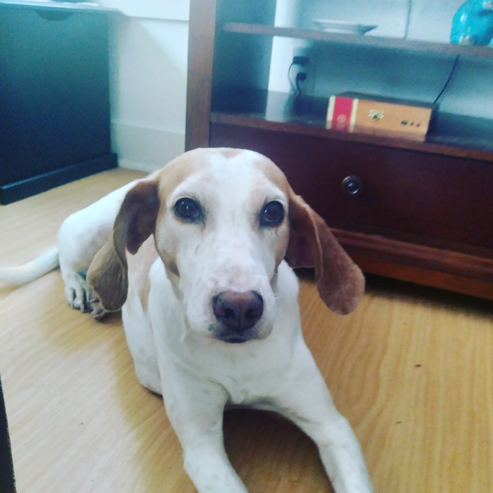 CHOCOWINITY VETERINARY HOSPITAL Updated October 2024 1098 Nc Hwy 33