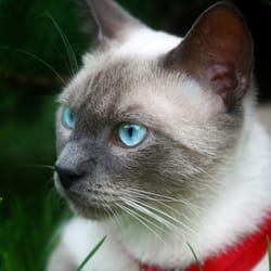 Companion Animal Initiative of Tennessee