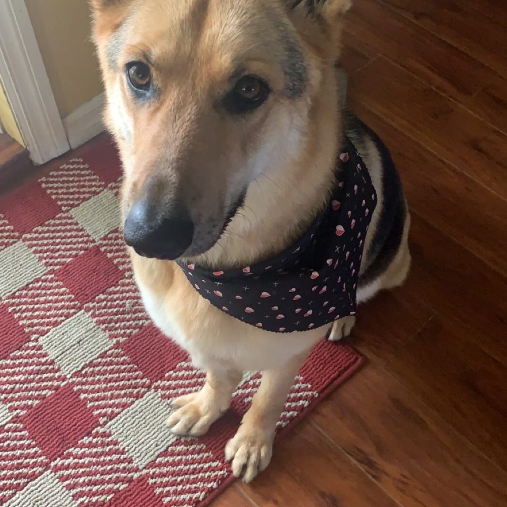 Fur Mama - Dahlia after her bath and deshedding treatment - Pet Groomers Near Me - Van Nuys, California