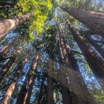 Roaring Camp Railroads - Redwood cathedral - Venues & Event Spaces Near Me - Felton, California Roaring Camp Railroads - Redwood cathedral - Venues & Event Spaces Near Me - Felton, California