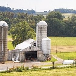 Miller's Biodiversity Farm - Raw milk