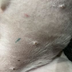 Teds Pet & Feed - Bloody nipples