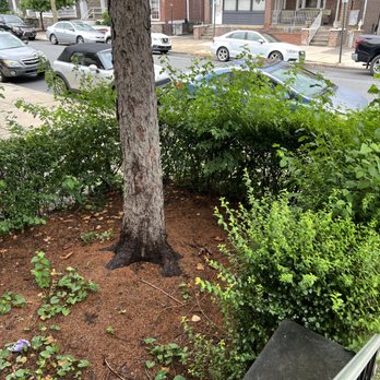 topnotch - So many weeds and the hedges were out of control! - Handyman Near Me topnotch - So many weeds and the hedges were out of control! - Handyman Near Me
