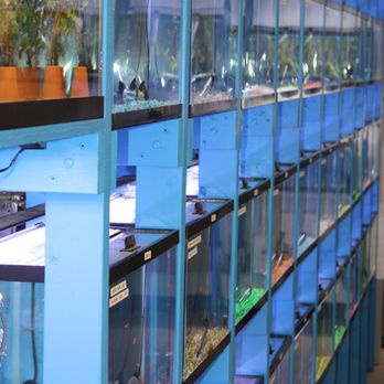 Happy Hounds - Lot's of freshwater fish available. All fish are treated with medication when they reach the store to offer the customer a better product. - Local Fish Stores Near Me - Canton, Illinois