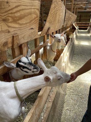 Lively Run Goat Dairy by null