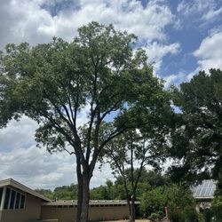 Romero Tree Services - Before and after