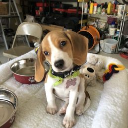 My beagle that I got from there getting confused. My beagle that I got from there getting confused.