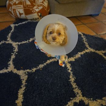 Creekside Pet Care Center - Not liking the cone - Veterinarians Near Me - Keller, Texas