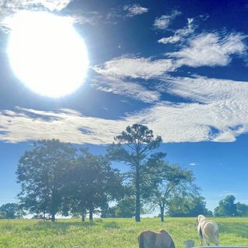 Soma Ranch Retreat - Donkeys roam - Fitness & Instruction Near Me - Montgomery, Texas