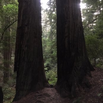 Mount Tamalpais State Park - Steep Ravine Trail - Parks Near Me - Mill Valley, California Mount Tamalpais State Park - Steep Ravine Trail - Parks Near Me - Mill Valley, California