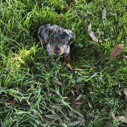 Vom Hause Imperial Rottweilers kennel
