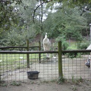 Cohanzick Zoo - Albino peacock - Zoos Near Me - Bridgeton, New Jersey