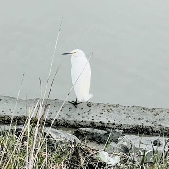 Bedwell Bayfront Park - An Egret. - Hiking Near Me - Menlo Park, California Bedwell Bayfront Park - An Egret. - Hiking Near Me - Menlo Park, California