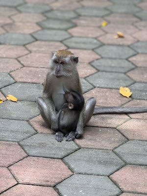 Bukit Timah Nature Reserve by null