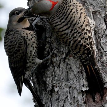 Horseshoe Lake Park - Adult Flicker feeds Fledgling. - Recreation Centers Near Me - Succasunna, New Jersey Horseshoe Lake Park - Adult Flicker feeds Fledgling. - Recreation Centers Near Me - Succasunna, New Jersey