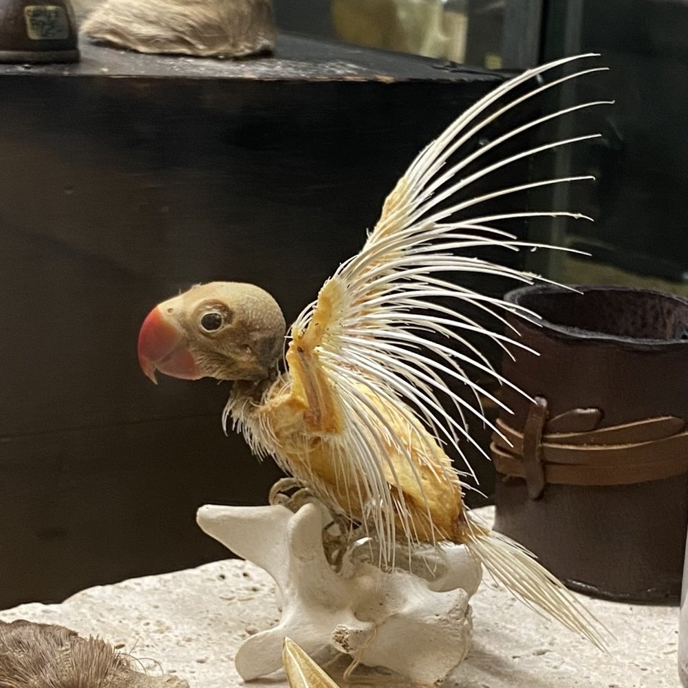 Dolly Python - Preserved parrot at Dolly Python - Used, Vintage & Consignment Near Me - Dallas, Texas