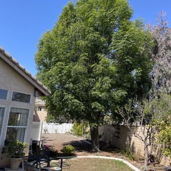 Ezra Tree Service - Another before of the big tree - Tree Services Near Me Ezra Tree Service - Another before of the big tree - Tree Services Near Me