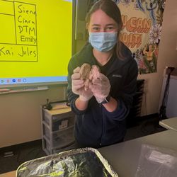 Sheep Brain Dissection in High School Biology Class