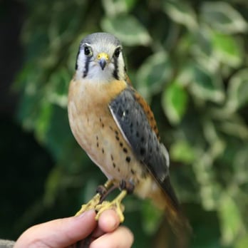 Hope For Wildlife - Community Service/Non-Profit Near Me - Seaforth, Nova Scotia Hope For Wildlife - Community Service/Non-Profit Near Me - Seaforth, Nova Scotia