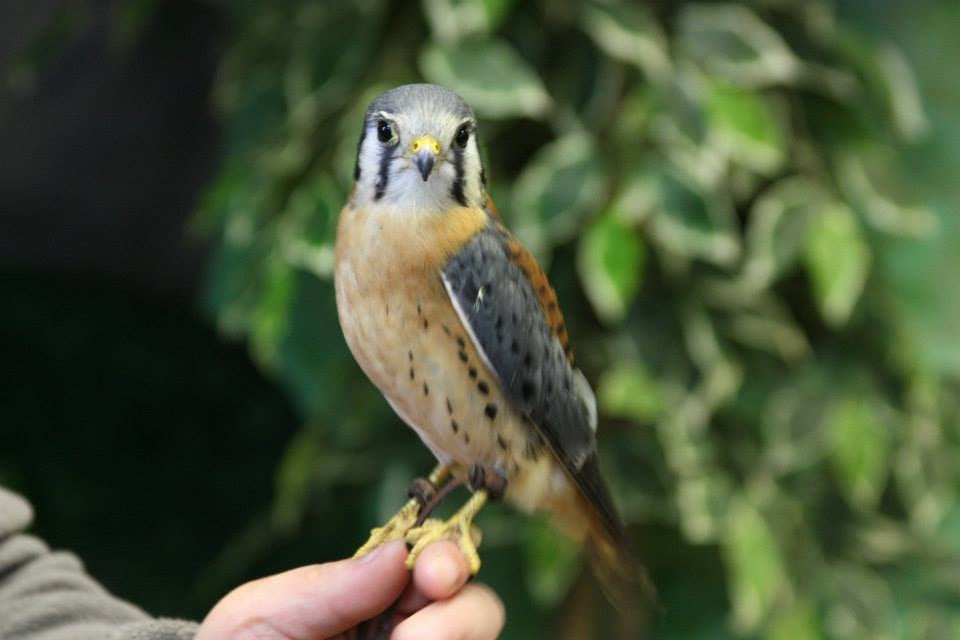 HOPE FOR WILDLIFE Updated June 2024 23 Photos 5909 Hwy 207