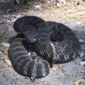 Better Wildlife Control - Southern Pacific - Pest Control Near Me