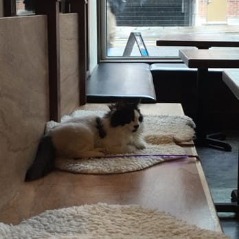 Seattle Meowtropolitan - Themed Cafes Near Me - Seattle, Washington Seattle Meowtropolitan - Themed Cafes Near Me - Seattle, Washington