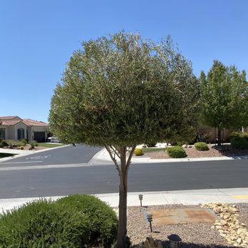JS Tree Care - After - Tree Services Near Me - Hesperia, California JS Tree Care - After - Tree Services Near Me - Hesperia, California