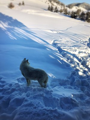 Howlers Inn B&B and Wolf Sanctuary, Bozeman MT Bed and Breakfast Lodging by null