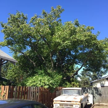 Wind Thin Tree Service - Walnut Tree Pruning - "AFTER" - Tree Services Near Me - Portland, Oregon