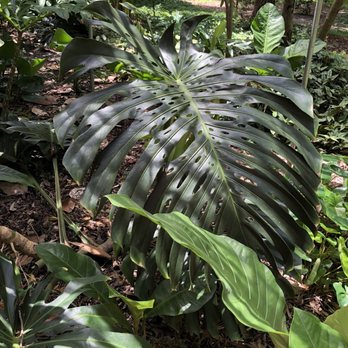 USF Botanical Gardens - Botanical Gardens Near Me - Tampa, Florida