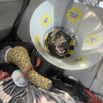 Veterinary Surgical Specialists - Post leg surgery, she's happy to go there - Veterinarians Near Me - Tustin, California