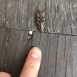 WilCo Pest Defense