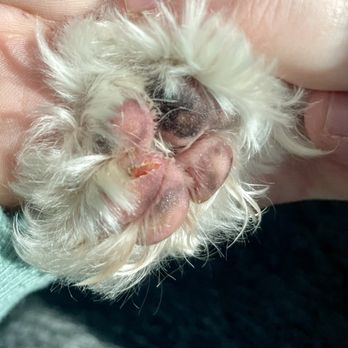 Razzle Dazzle - GASH on the pad of her paw.. I'm sick over it! - Pet Groomers Near Me - Indian Land, South Carolina Razzle Dazzle - GASH on the pad of her paw.. I'm sick over it! - Pet Groomers Near Me - Indian Land, South Carolina