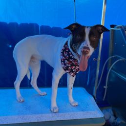 Enzo, he's an anxious dog. But Lynette was able to bathe, blow dry and trim his nails! She did such a great job!!