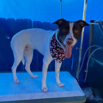Da Paw Spaw - Enzo, he's an anxious dog. But Lynette was able to bathe, blow dry and trim his nails! She did such a great job!! - Pet Groomers Near Me