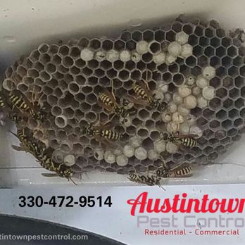 Austintown Pest Control - It's bee season!  Call us to take care of your bee problem today! - Pest Control Near Me