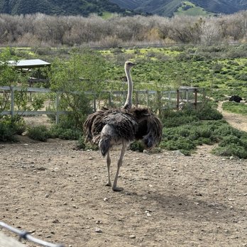 Ostrichland USA - Attraction Farms Near Me - Solvang, California Ostrichland USA - Attraction Farms Near Me - Solvang, California