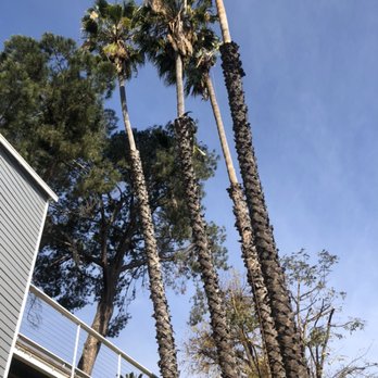 Torres's Tree Trimming - Tree service and clean up. - Tree Services Near Me Torres's Tree Trimming - Tree service and clean up. - Tree Services Near Me