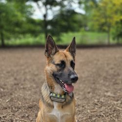 St. Anthony Off-Leash Recreation Area - Honey