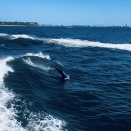 Dolphin cruise Dolphin cruise