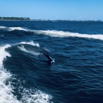 Cruise Orange Beach Dolphin Cruises - Dolphin cruise - Boating Near Me - Orange Beach, Alabama Cruise Orange Beach Dolphin Cruises - Dolphin cruise - Boating Near Me - Orange Beach, Alabama