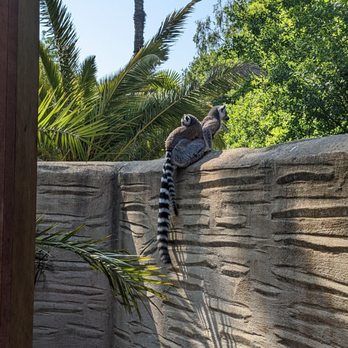 Fota Wildlife Park - Parks Near Me - Fota, Colorado
