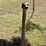 Oklahoma City Zoo