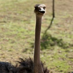 Oklahoma City Zoo - ostrich close up