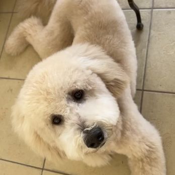 K-9 Perfection Fur Studio - Pet Groomers Near Me - Naples, Florida