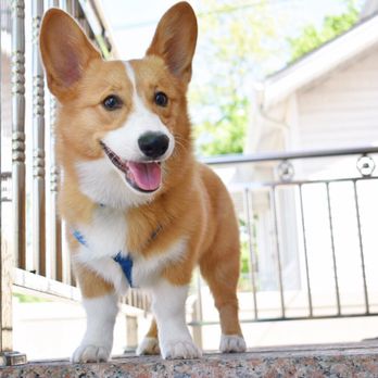 Pawsitively Waggin' Academy - Pet Training Near Me Pawsitively Waggin' Academy - Pet Training Near Me